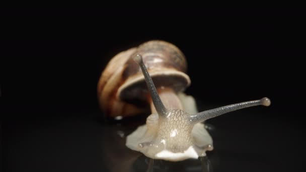 Snail Crawls Forward Camera Black Mirror Background Macro — Stock Video
