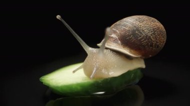 Bir salyangoz bir salatalık diliminin kenarında sürünür, siyah bir arka planda, makro