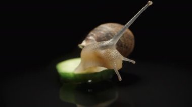 Siyah arka planda bir salyangoz bir parça salatalığın üzerinde oturur ve başını çevirir..