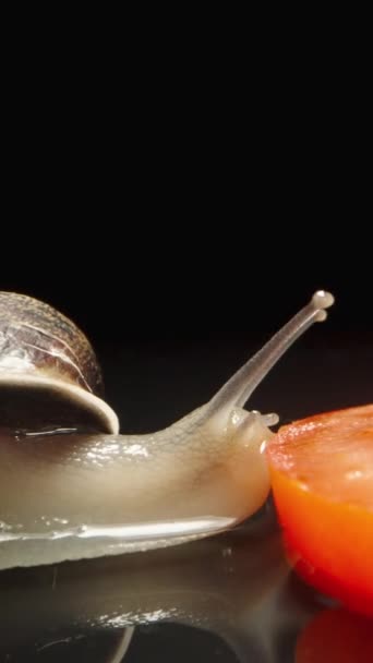 Snail Crawls Slice Tomato Black Background Accelerated Close Shooting Vertical — Stock Video