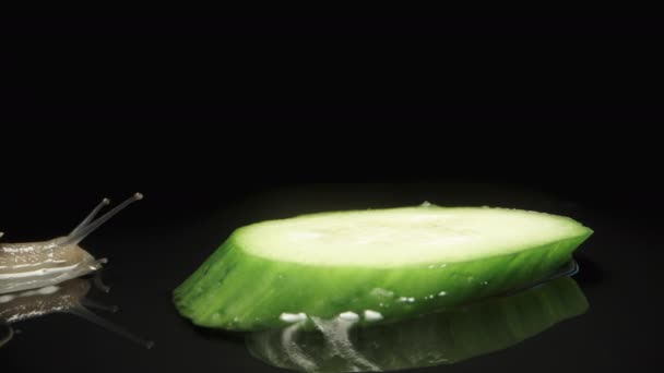 蜗牛爬到黑色背景上的一片黄瓜上 加速特写镜头拍摄 — 图库视频影像
