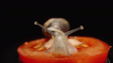 Siyah arka planda domates yiyen bir salyangozun makro portresi..