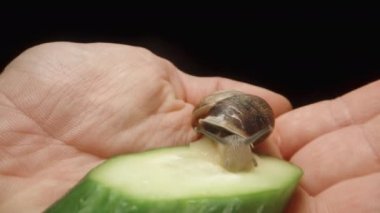 Avucumun üzerinde bir parça salatalık ve bir salyangoz oturuyor. Siyah arkaplanda yakın plan