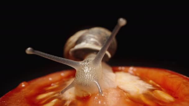 黑色背景上的蜗牛爬过一片西红柿 吃了它 — 图库视频影像