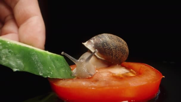 Ślimak Siedzi Kawałku Pomidora Biorę Kawałek Ogórka Oferuję Ślimakowi Ona — Wideo stockowe
