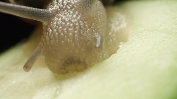 Snail Eats Cucumber Pulp Has Bubbles Mouth Macro — Stock Video