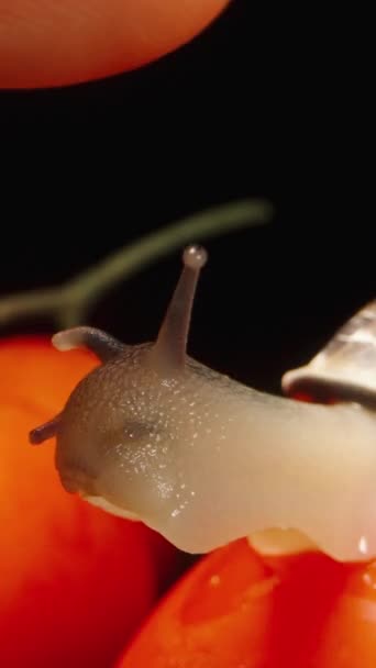 Snail Tomato Looks Touch Her Eyes Finger She Hides Them — Stock Video