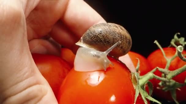 Ślimak Siedzi Mokrym Pomidorze Kilka Pomidorów Czarnym Tle Trzymam Jedną — Wideo stockowe