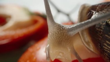 Bir salyangoz domatesin üzerine oturur ve diğer dağınık sebzelere bakar. Dolly kaydırıcı aşırı yakın çekim.