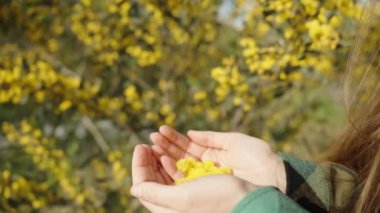 Altın Acacia pycnantha çiçekleri kızın avuçlarında, onları fırlatır, çiçek açan ağaçların arka planına doğru, yavaş çekim.