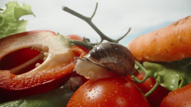 Spridda Grönsaker Mot Blå Himmel Sniglar Som Sitter Tomat Närbild — Stockvideo