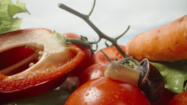Caracol Arrastra Sobre Tomate Mojado Las Verduras Están Dispersas Macro — Vídeos de Stock