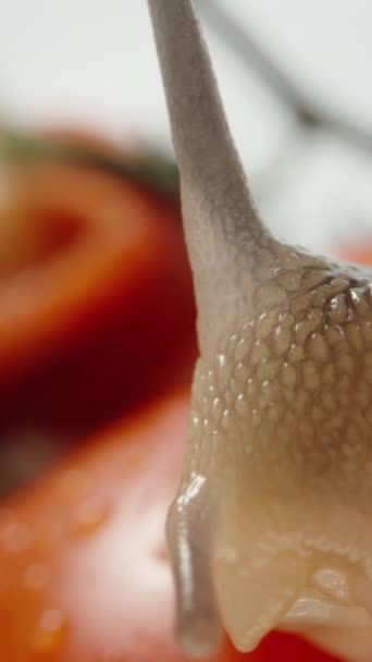 カタツムリはトマトの上に座り 他の散らばった野菜を見回します ドリー スライダー 極端なクローズアップ バーティカルビデオ — ストック動画