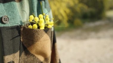 Acacia pycnantha 'nın sarı çiçekleri kadın ekose gömleğinin göğüs cebinde. Çiçek açan diğer ağaçların arka planında.
