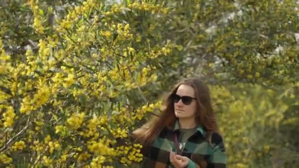 Молодая Женщина Возле Куста Цветами Acacia Pycnantha Собирает Золотые Цветы — стоковое видео