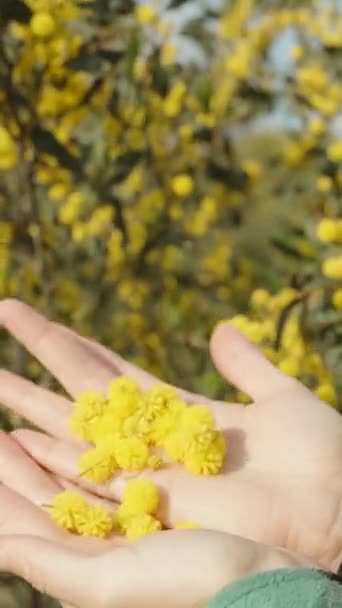 Yellow Flowers Bush Acacia Pycnantha Plant Female Hands Vertical Video — Stock Video