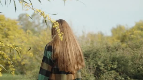 若い女性が黄色いアカシアパナンタと花の木の間を歩いています — ストック動画