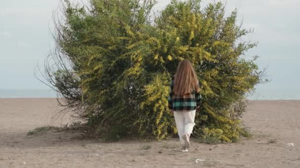 Самотній Кущ Жовтими Квітами Acacia Pycnantha Стоїть Піщаному Пляжі Біля — стокове відео