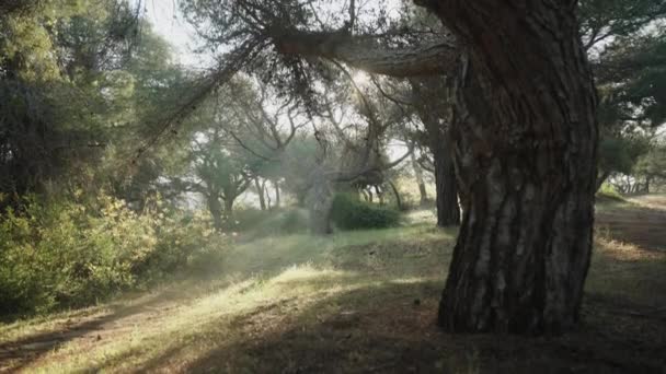 Sabahın Erken Saatlerinde Ağaçların Dallarında Parlayan Güneş Işınlarıyla Çam Ormanlarında — Stok video