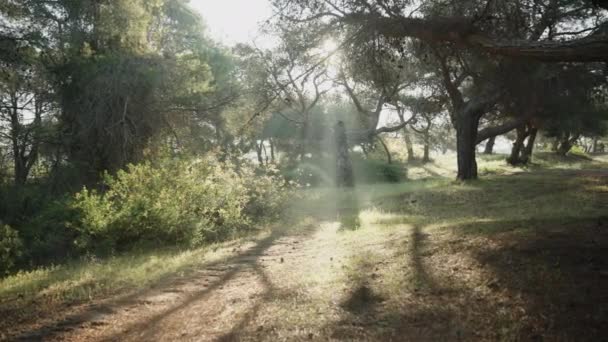 Bir Çam Ormanının Panoramik Görüntüsü Ağaç Dallarında Sabah Güneşleri Parlıyor — Stok video