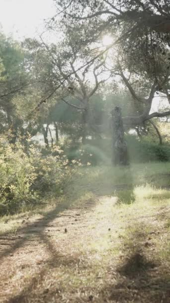 Панорамный Снимок Соснового Леса Утренними Солнечными Лучами Сияющими Сквозь Ветви — стоковое видео