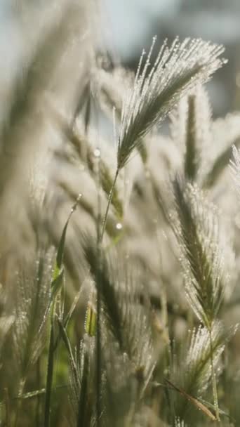 Пшеничные Шипы Капельками Воды Сияющими Утренним Солнцем Выстрел Крупным Планом — стоковое видео