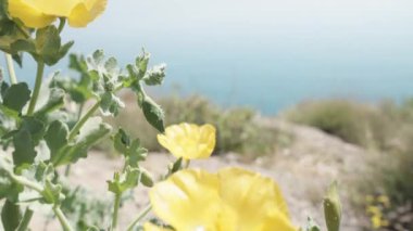 Arka planda deniz ve açık mavi gökyüzü olan bir kayanın üzerinde sarı bir Glaucium flavum çiçeğinin yakın plan çekimi..