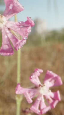 Güneş ışığı ve makro kaydırak ile su damlalarında mor Silene çiçekleri. Dikey video.