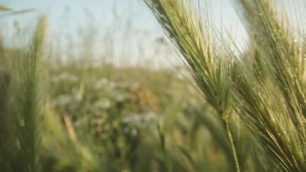 緑色の小麦が夜明けにドロップする ドリースライダー極端なクローズアップ — ストック動画