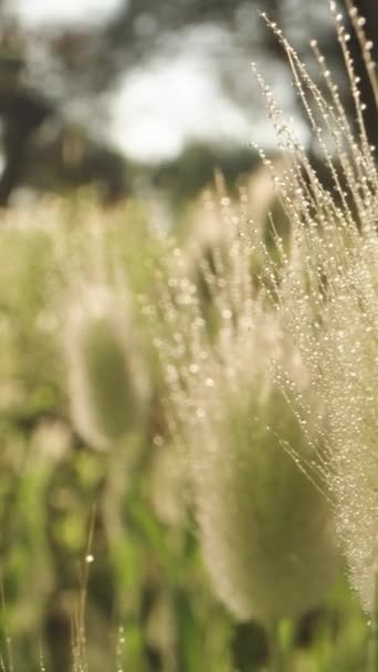 Grünes Gras Mit Flauschigen Hasenschwanzstacheln Der Morgendämmerung Tautropfen Dahinter Sonnenstrahlen — Stockvideo
