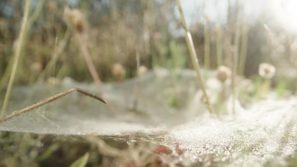 Flowers Field Spider Webs Them Dew Drops Sunrise Macro Slide — Stock Video