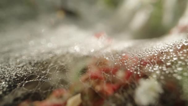 Pavučina Trávě Slunečními Paprsky Kapkami Vody Makro — Stock video