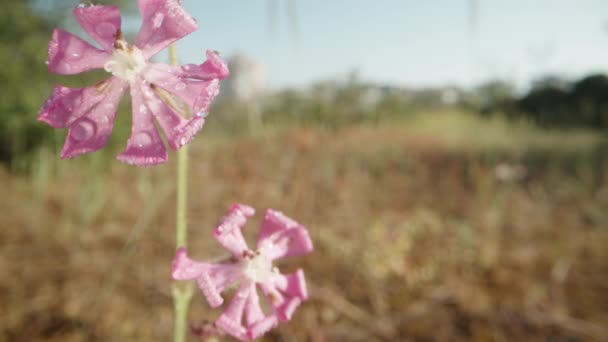Purple Silene Flowers Water Drops Sunlight Macro Slide — Stock Video