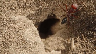 Büyük bir karıncanın kum yuvasından fırlayan ve yukarı doğru yükselen kamera, makro.