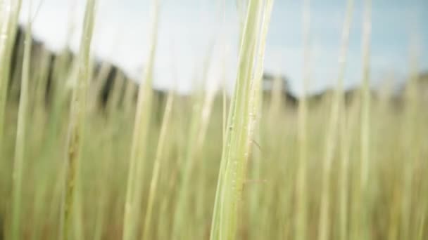看黎明时分的草丛 露珠在风中摇曳 — 图库视频影像