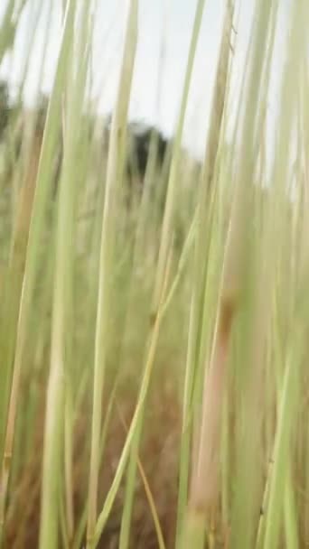 相机从一片绿草上向上攀登 带着水滴 垂直录像 — 图库视频影像