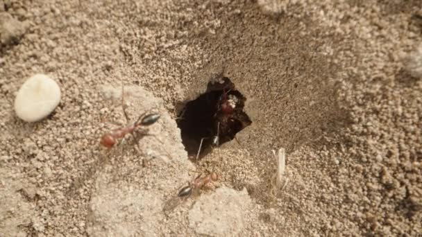 Sonniger Morgen Sandhaus Der Ameisen Makro Von Oben — Stockvideo