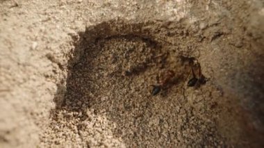 Karıncalar evlerini kumda kazıyor, kamera zoom, makro.