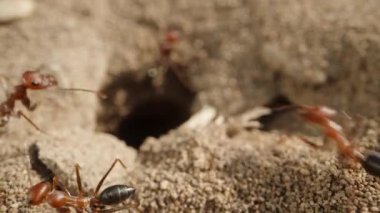 Kamera kumdaki karınca yuvasının girişinden geri çekiliyor ve delikten kaçıyorlar, makro çekim..