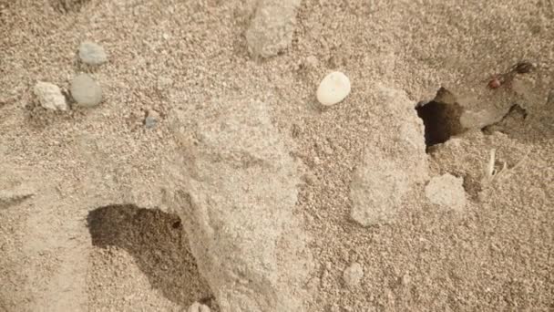 Horní Pohled Velká Mravenčí Hnízda Písku Slunečné Ráno Makro Snímek — Stock video