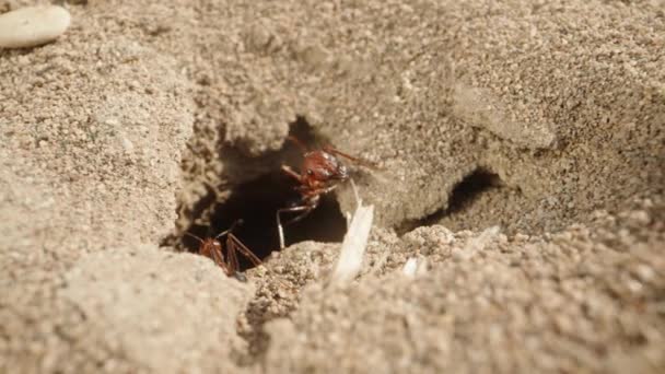 Fotocamera Che Esce Grande Nido Formiche Nella Sabbia Tira Indietro — Video Stock