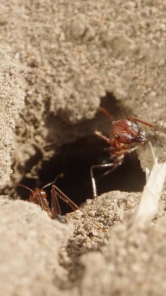 Camera Exiting Large Ant Nest Sand Pulling Back Macro Dolly — Stock Video