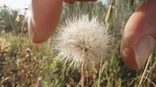 Ripe Fluffy Flower Tragopogon Pratensis Picking Its Seeds Close — Stock Video