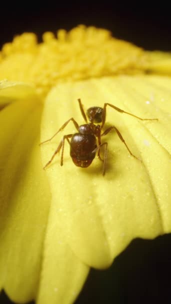 アリはマクロの黄色いアナサイクル花の花びらに座り アンテナを振っています 黒い背景について バーティカルビデオ — ストック動画