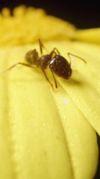 黒い背景に黄色いアナサイクルの花 その上に座っているアリがマクロズームで捕らえられました バーティカルビデオ — ストック動画