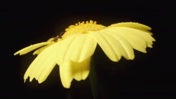 一只黄色的环状花在黑色的背景上旋转 上面爬行着一只蚂蚁 — 图库视频影像