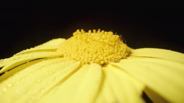 一朵黄色的环状花 被水滴环绕 在黑色的背景上旋转着 上面爬行着蚂蚁 在宏观上被捕获 — 图库视频影像