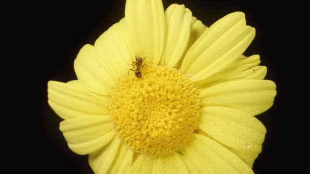 一个黄色的环状花被水滴环绕 上面爬行着一只蚂蚁 这是自上而下的景象 在黑色背景下拍的特写 — 图库视频影像