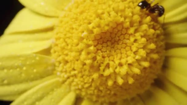 一个自上而下的图片一个旋转黄色的无环状花与蚂蚁爬行在它上面 捕捉在宏观缩放 — 图库视频影像