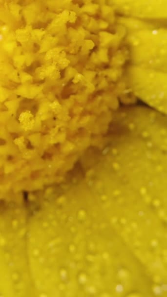 Una Flor Amarilla Anacyclus Rodeada Gotitas Agua Gira Sobre Fondo — Vídeo de stock